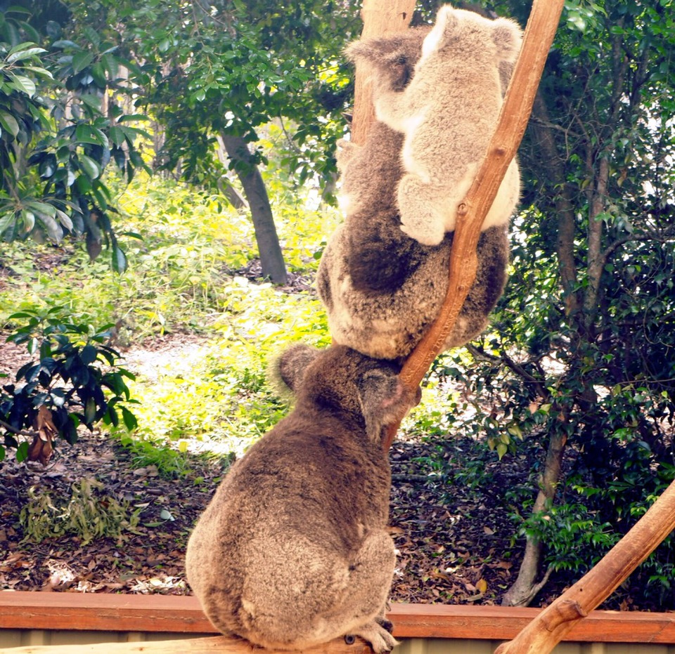 コアラの親子が三匹木の上でのんびりと仲良し。