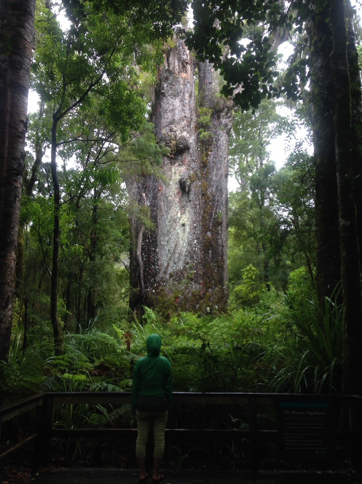 樹齢約2000年の神聖なるカウリツリーの写真。ニュージーランドの森林の中で。