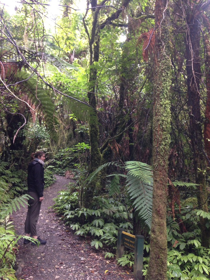 ニュージーランドの森でブッシュウォークをしているところ