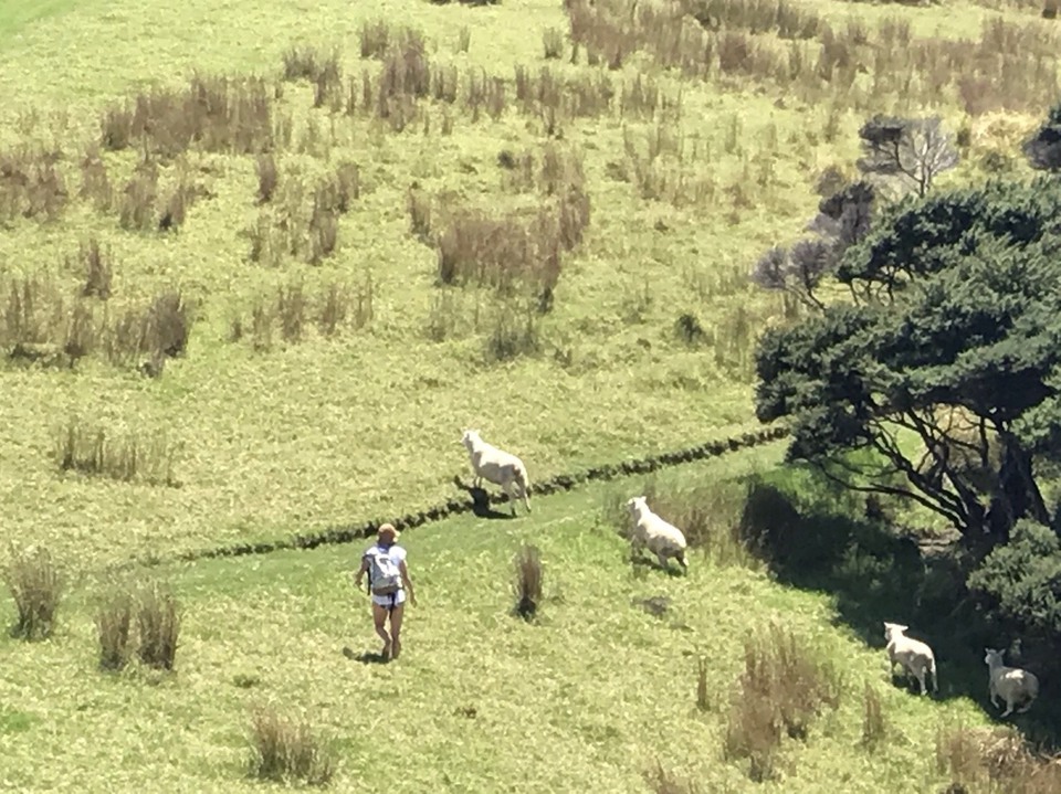 羊だらけのニュージーランドの平原