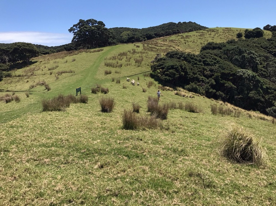 ニュージーランドの緑が広がる風景写真